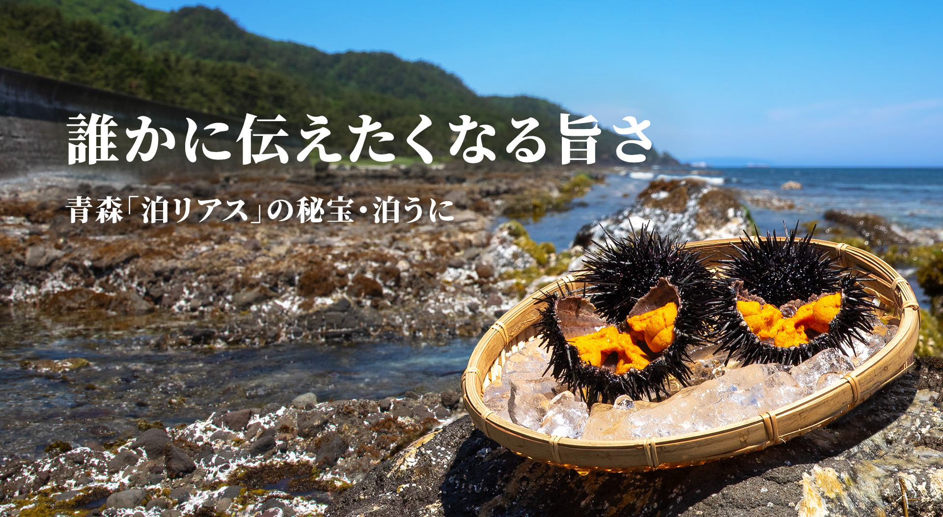 泊地区の伝統的な食文化、塩うに