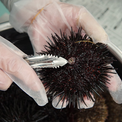 「泊うに」おいしい食べ方 手順1