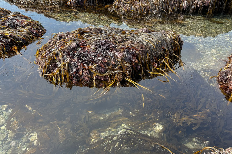 2025年5月末の泊海岸の様子