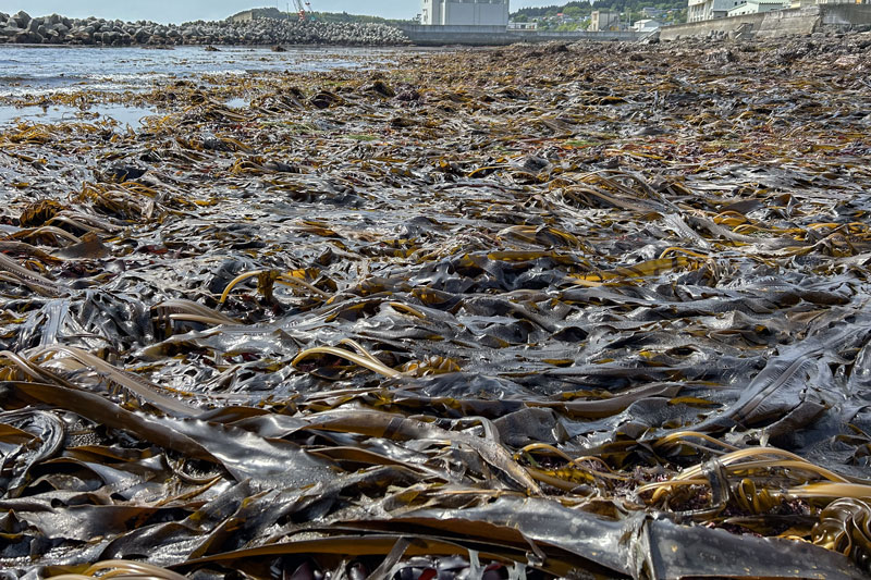2025年5月末の泊海岸の様子