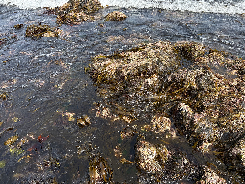 2026年4月末の泊海岸の様子