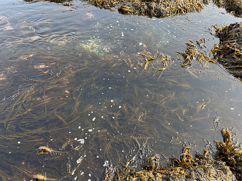 2026年4月末の泊海岸の様子