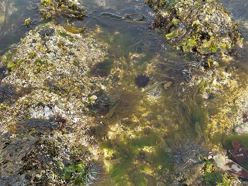 2026年4月末の泊海岸の様子