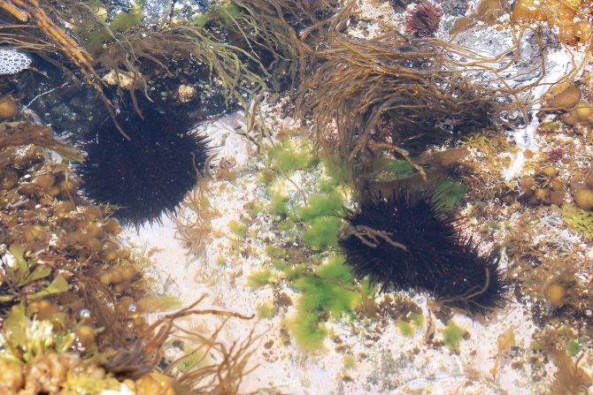 海の中にいるウニ