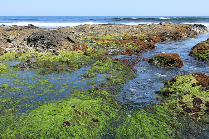 海藻がびっしりと岩場を覆っている