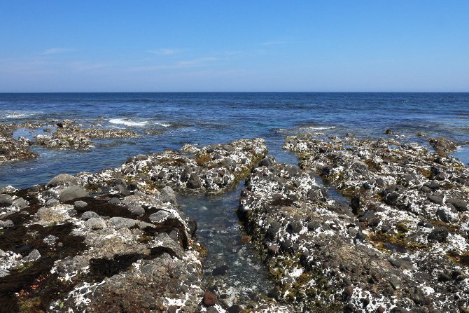 ウニが好む起伏に富んだ地形