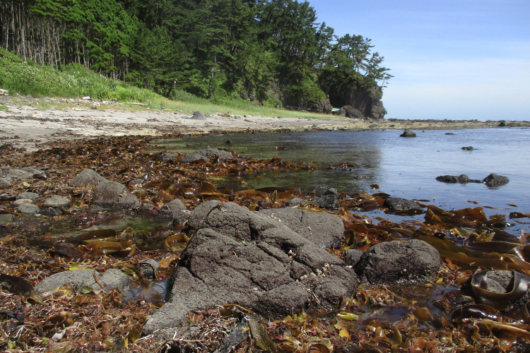 泊の海岸には天然の海藻が豊富