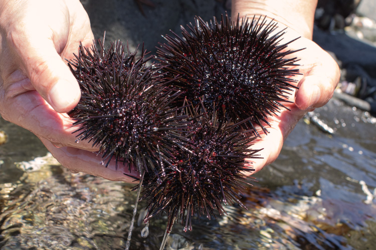 漁は年にわずか4回、漁師の腕が鳴る