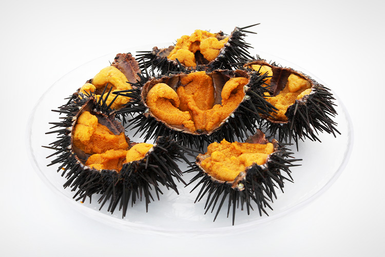 泊うに 販売場所